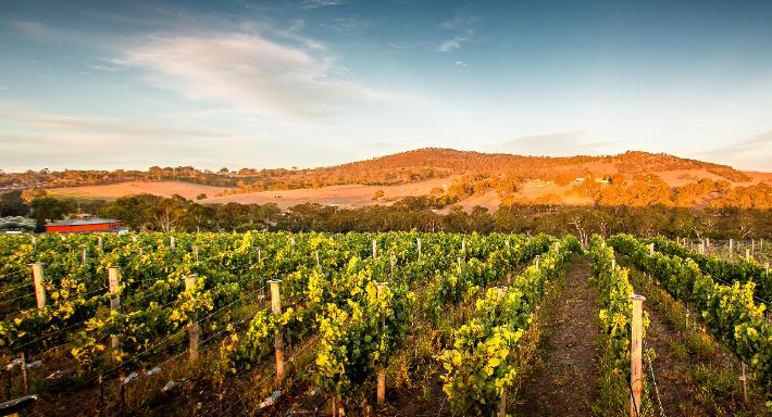 Ngeringa Vineyards & Cellar Door photo 1