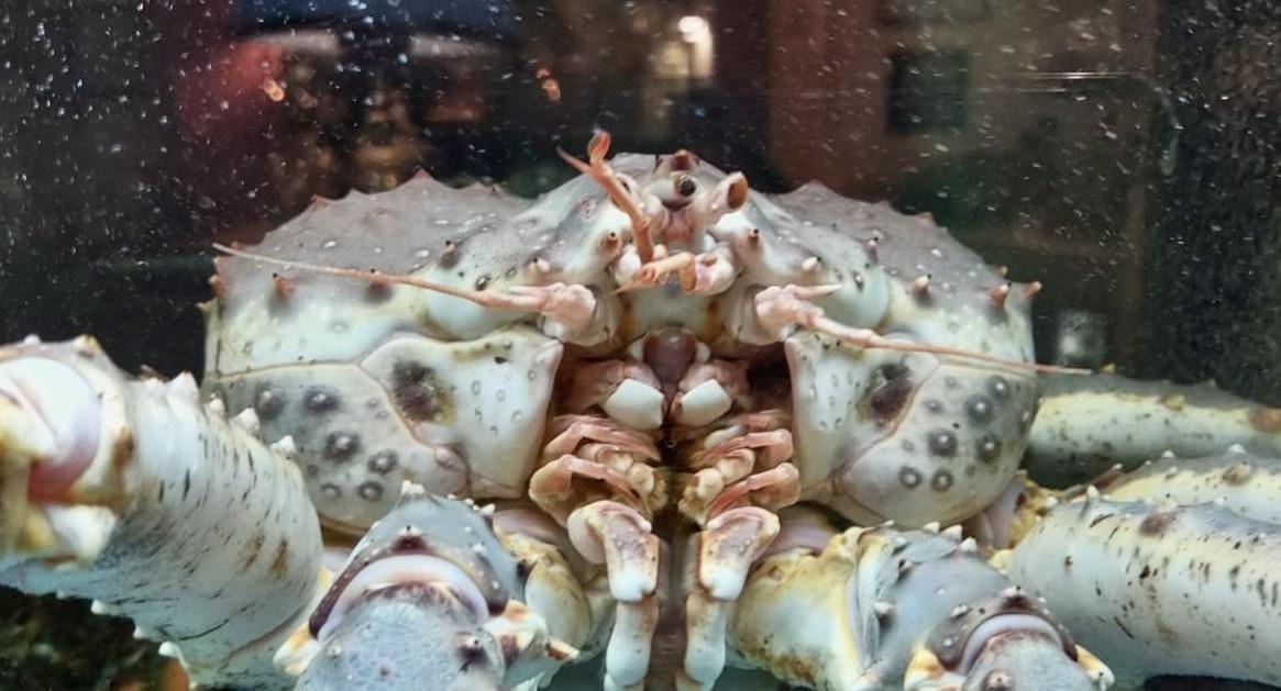 Ristorante Il Pescatore photo 3