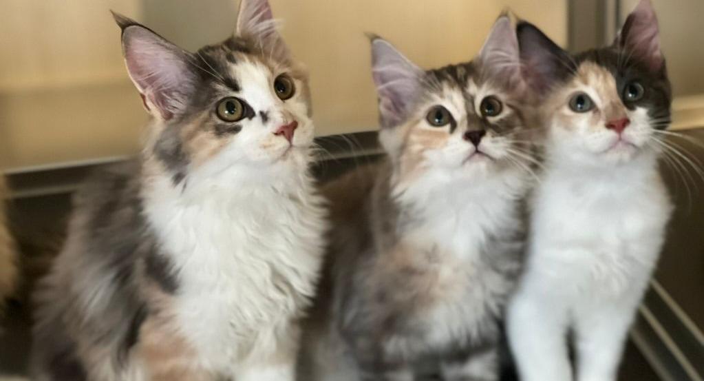 The Cat Experience | TSV photo 1
